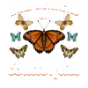 Papillons belle papillon papillon