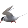 Vogel Vogel 🐦