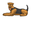 Airedale Terrier Dog