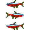 neons neonsalmer aquarium aquaristik fische