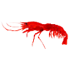 crevette