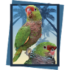 Vinaceous parrot