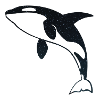 Starry Night Orca