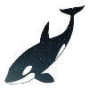 Starry Night Orca