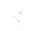 Taube Tauben Vogel