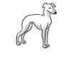 Life Is better With Whippets