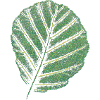 Leaf Alder / Original Art Print