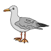 Möwe