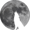 Wolf howls at the moon
