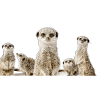 Famille de suricates