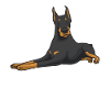 Doberman Pinscher Dog