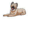 Briard dog