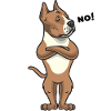 Cane testardo American Staffordshire Terrier