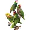 Amazonian parrots