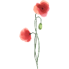 Flower: red poppy