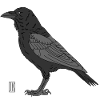 Hooded crow