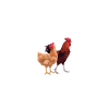 Hühner Landwirtschaft Huhn