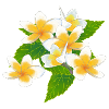 Frangipani