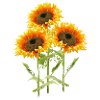 Drei Sonnenblumen