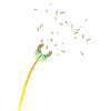 Pusteblume (dandelion)