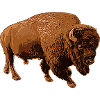 bison