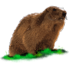 marmot