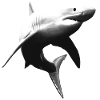 Great white shark