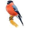 Bullfinch