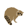Raccoon animal keeper gift