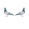Taube Tauben Vogel