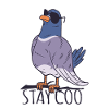Stay Coo Taube Pigeon Geschenk