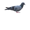 Pigeons graphic t-shirt gift