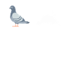 Gołąb gołąb gołąb gołąb prezent