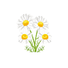 Gänseblümchen rufen Maßliebchen Blume