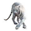 tiger exempté