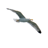 seagull in flight