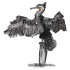 cormorant