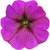 Purple flower