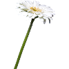 Gerbera I exempté
