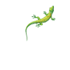 Gecko lizard reptiles Terraristics