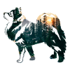 Finnish lapphund with forest