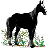 Cheval
