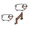Sheep sleep