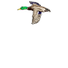 Mallard Erpel I
