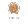 Leopard Gecko Leopard Geckos Rock!