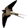 swallow