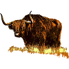 Highland cattle