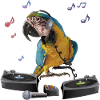 Blue-and-blue macaw