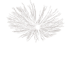 Loewentooth Seeds Pusteflower