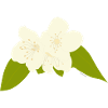 Jasmine